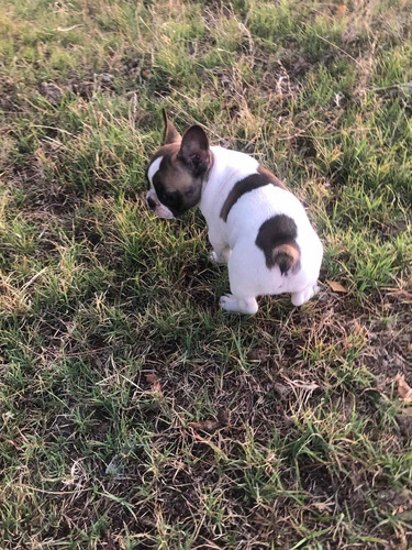 Bulldog Francés Hembra