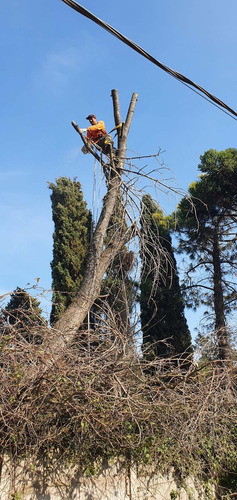 Imagen 9 de 10 de Poda En Altura - Extracciones - Tala De Arboles - Poda Gral!