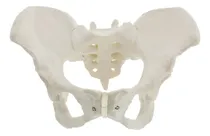 Comprar Modelo Anatómico Pelvis Femenina 1:1