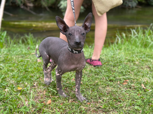 Xoloitzcuintle 