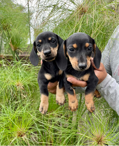 Cachorros Salchichas Machos  Mini Listos Para Entregar 