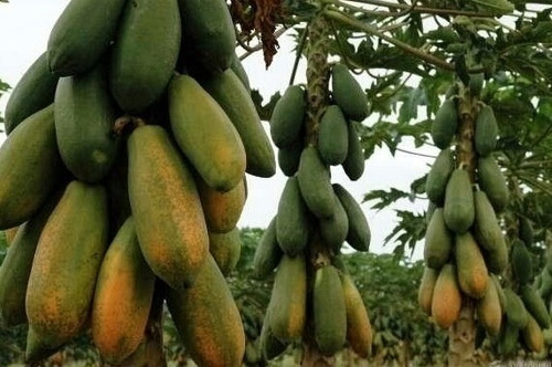 100 Sementes Do Mamão Vietnamita Kaek Dahm Grande Produção!