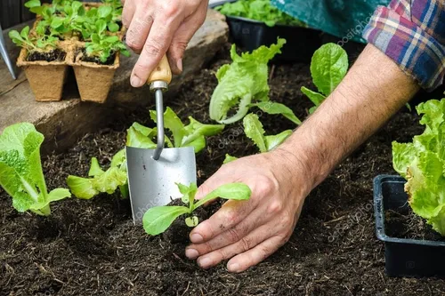 Fertilizante De Plantas Soluble De Follaje Forza X10 Sobres