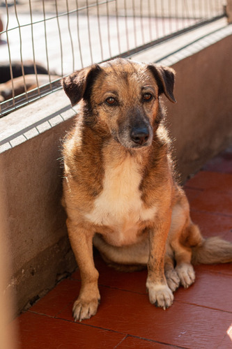 Estefi, Gordita Petisa Reina Batata Hermosa, Adopcion. , Lee