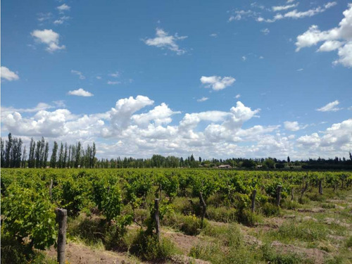 Vendo Finca A Tranquera Cerrada San Rafael Mendoza