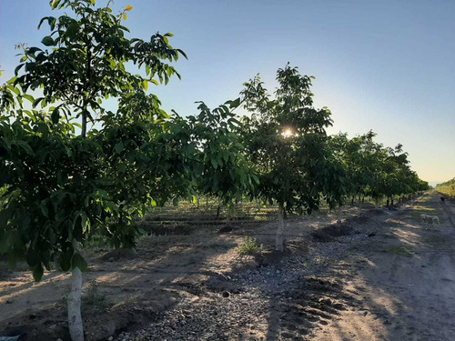 Imagen 3 de 13 de Vendo Hermosa Finca En Tupungato, Mendoza