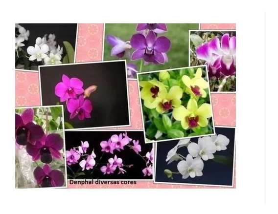 3 Orquídeas Denphal Adultas, Branca, Amarela E Roxo | Parcelamento sem juros