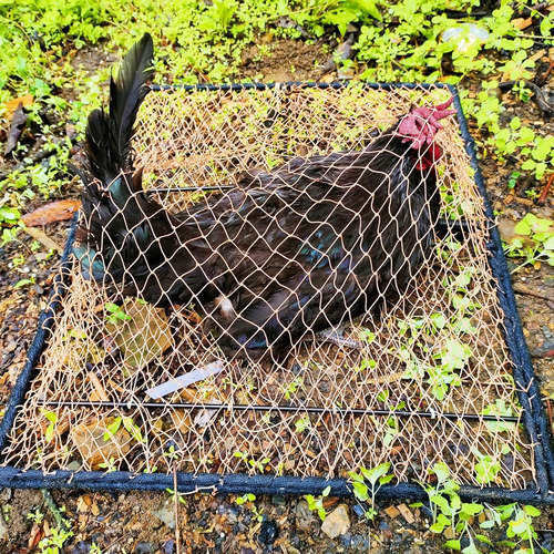 Trampa Para Pájaros, Paloma, Gorrión, Codorniz, Pollo, Contr