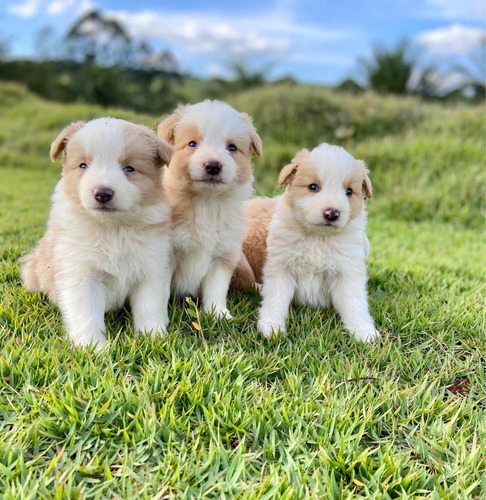 Filhotes De Border Collie Com Pedigree Cbkc