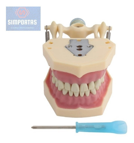 Imagen 1 de 5 de Modelo Frasaco Tipodonto 32 Dientes Desmontables Práctica