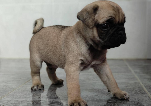 Imagen 1 de 3 de Pug Carlino Macho !!!
