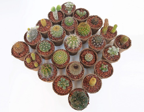 Pack De 6 Cactus - Mi Primer Jardin De Cactus