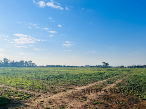 Excelente Campo Agrícola/ganadero!.