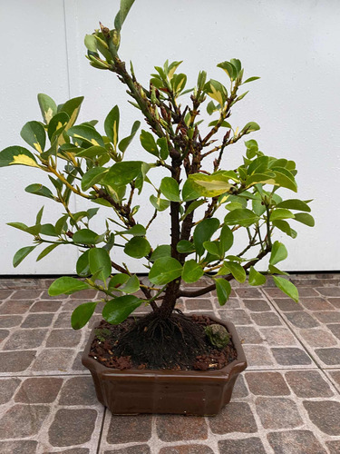 Bonsai De Ebonimus Variegado