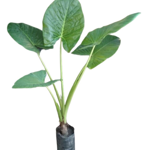 Alocasia Grande