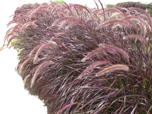 20 Sementes De Capim Dos Texas Rubro Pennisetum Setaceum