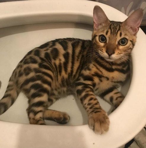 Gato Bengala/bengalí No Persa No Siamés Ni Exótico