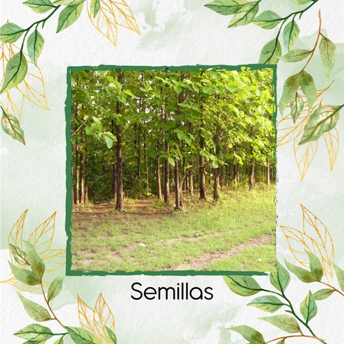 3 Semillas De Árbol Teca Escarif Rodal