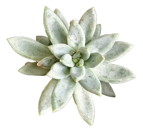 Pachyphytum   Hookeri 