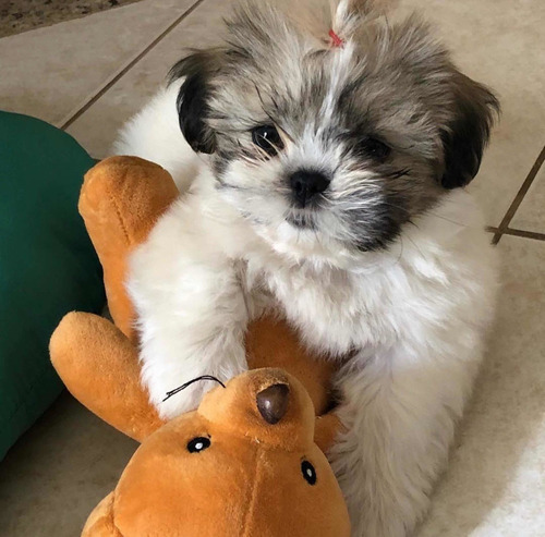 Venta Cachorritos Shitzu Hembras Garantizados