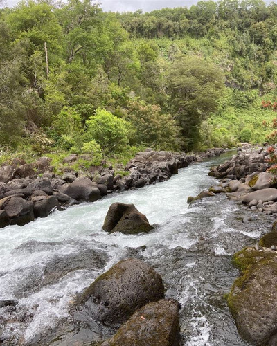 Imagen 15 de 29 de Agrícola 122 Ha. Con Rio Y Bosque Nativo En Venta Collipulli