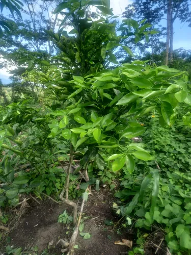 Finca En Vereda Torres En Guayabal De Siquima