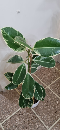 Gomero Ficus Elastica Variegado Xl