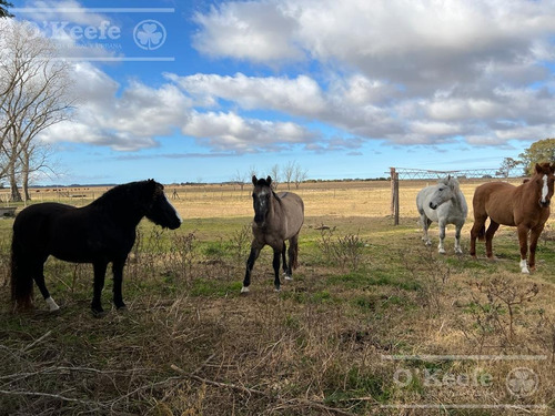 Imagen 23 de 26 de 100 Has En Punta Indio - Excelente Acceso - Ideal Haras!