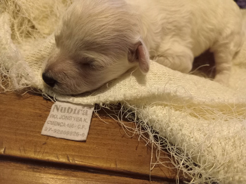 Caniche Micro Toy Beige