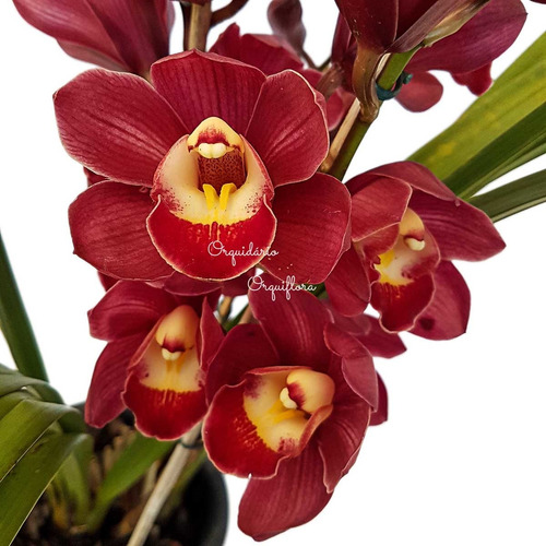 Orquídea Cymbidium Flor Avermelhada Planta Adulta | MercadoLivre