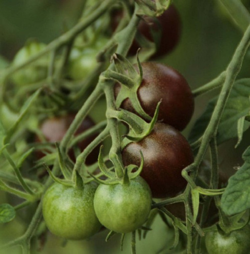 50 Semillas De Tomate Kumato+ Instructivo