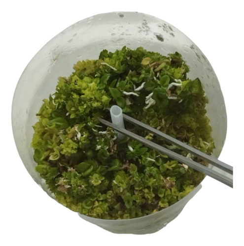 1 L Medio Ms Con Vitaminas In Vitro Phytotech Invitroorquid.