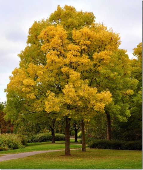 30 Semillas Fresno Europeo Fraxinus Excelsior Bonsai O Árbol | MercadoLibre