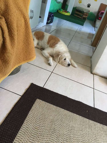 Imagem 9 de 10 de Hotel Para Cães Pequeno E Médio Porte.