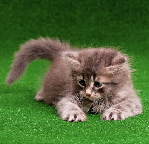 Imagem 3 de 8 de Tapete Sanitario Cães Gatos Coelhos Grama Sintetica Lavavel