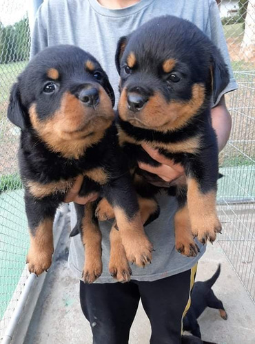 Filhotes Machos E Femeas De Rottweiler - Importados