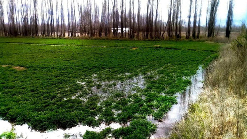 Imagen 3 de 14 de Chacra De 25 Hectáreas En 25 De Mayo - La Pampa