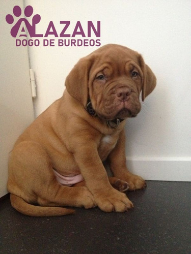 Dogo Burdeos 01 Marrón