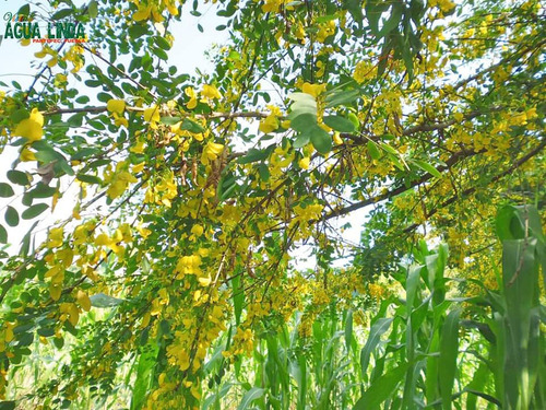 Quebracho Quebrache 1 Planta
