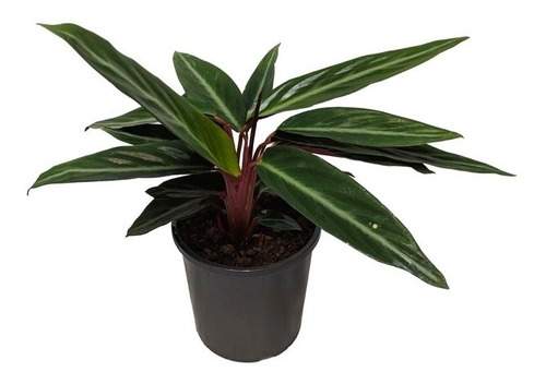 Planta De Interior Calathea Sanguinea En Soplada Ø 13