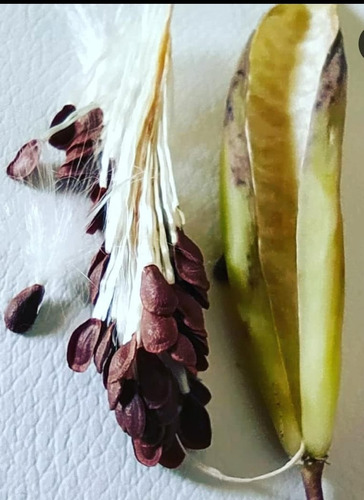 50 Semillas De Asclepias Recién Cosechadas. Organicas