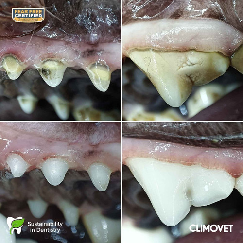 Limpieza Dental Perros Y Gatos (destartraje)