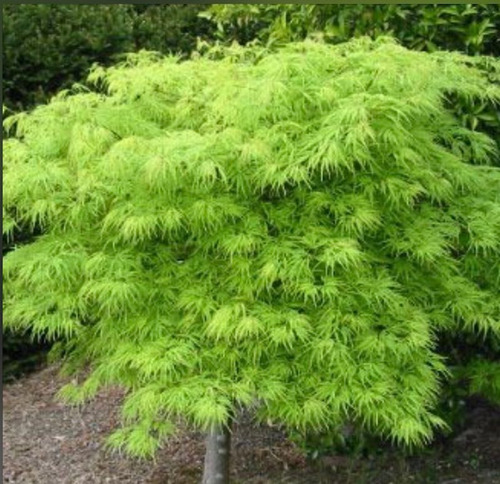 Imagen 7 de 8 de Acer Viridis, Acer Japones, Acer Emblematico 30lts (seña)