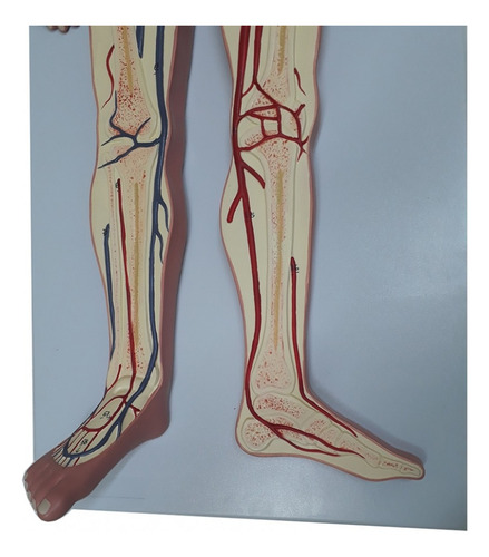 Sistema Circulatório em Prancha Modelo Anatomia Humana 4D Anatomy