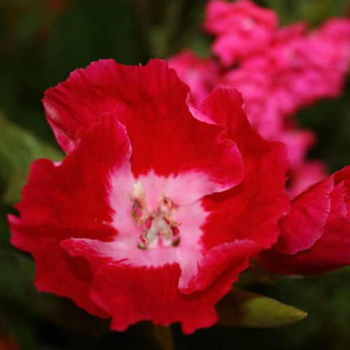 500 Sementes Da Flor Mini Azaleia De Cores Sortida P/ Jardim