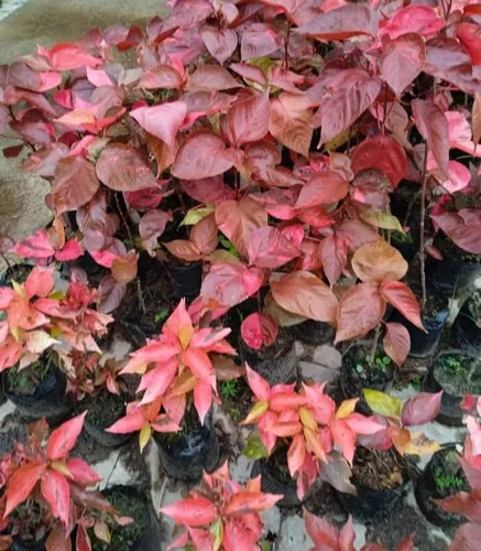 Plantas Capa Roja