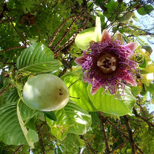 100 Semillas De Granadilla Gigante (passiflora Quadrangulari