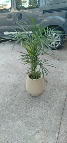 Planta Palmito + Misionera Rotomoldeo + Plato