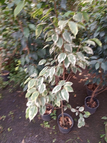 Ficus Benjamina- Hermoso, 1.4 M - Entrega Gratis Caba Y Gba