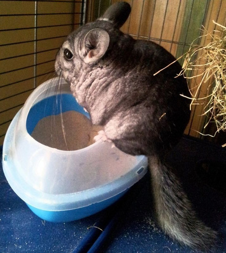 Imagen 4 de 8 de Arena Chinchilla Baño Roedores Jerbos Hamsters Sustrato X1